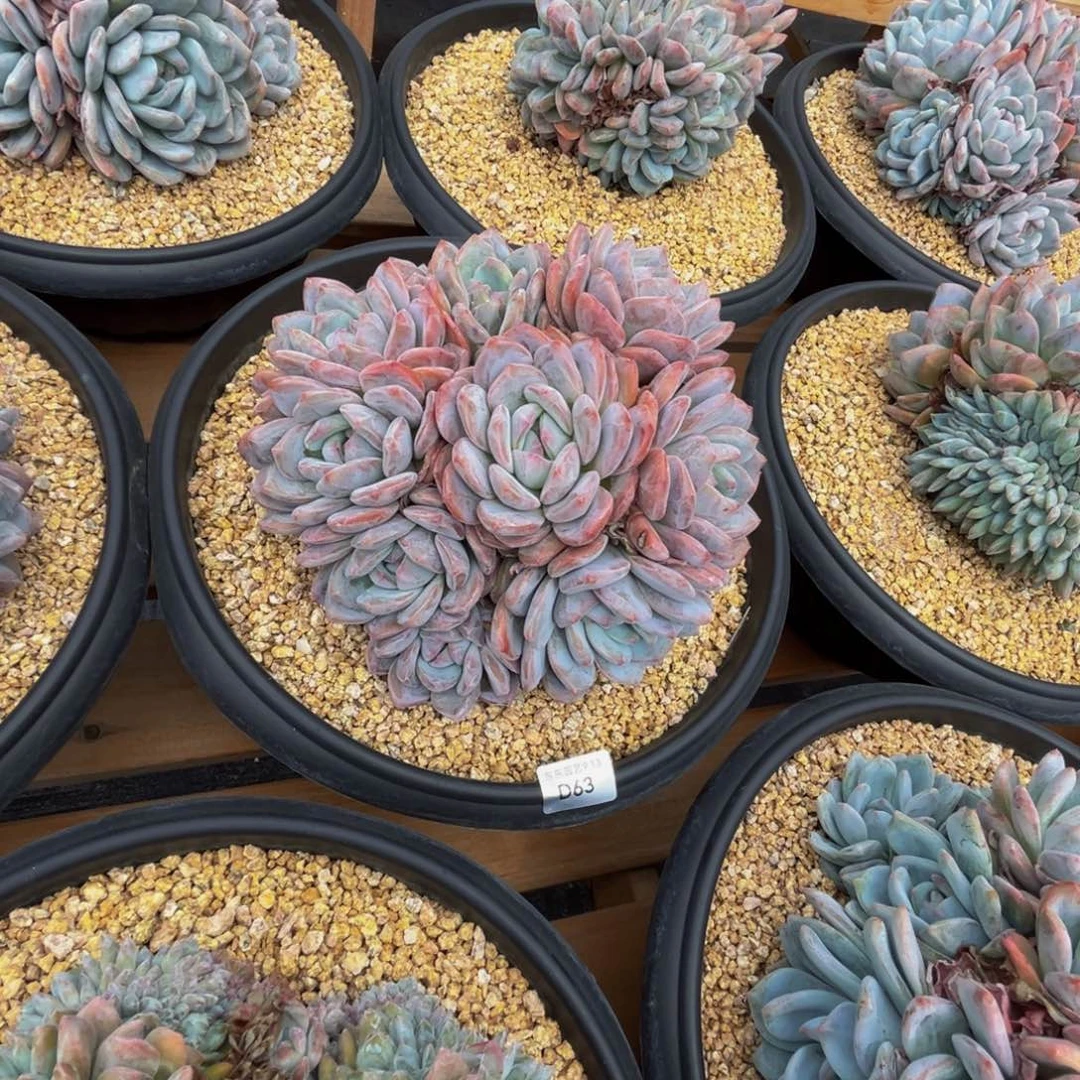 帅***生d63梦露群生呀呀呀呀