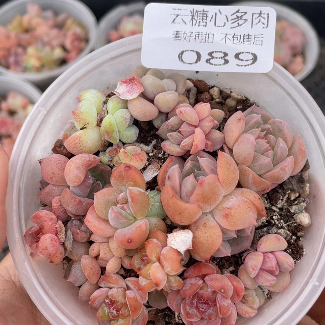 云糖心多肉植物89