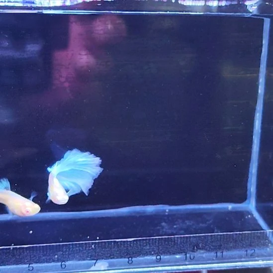 孔雀鱼26蓝白半月一对