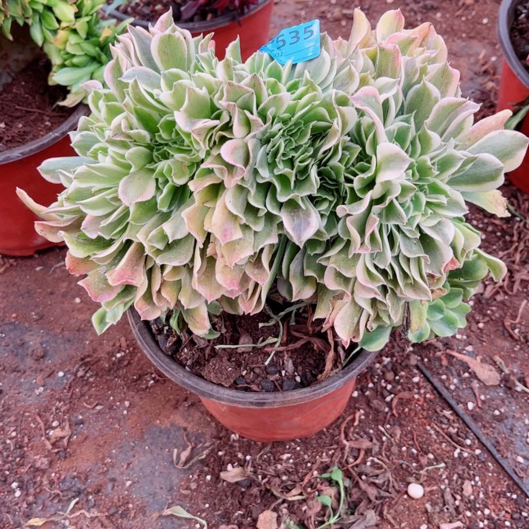 多肉植物535绿豆沙