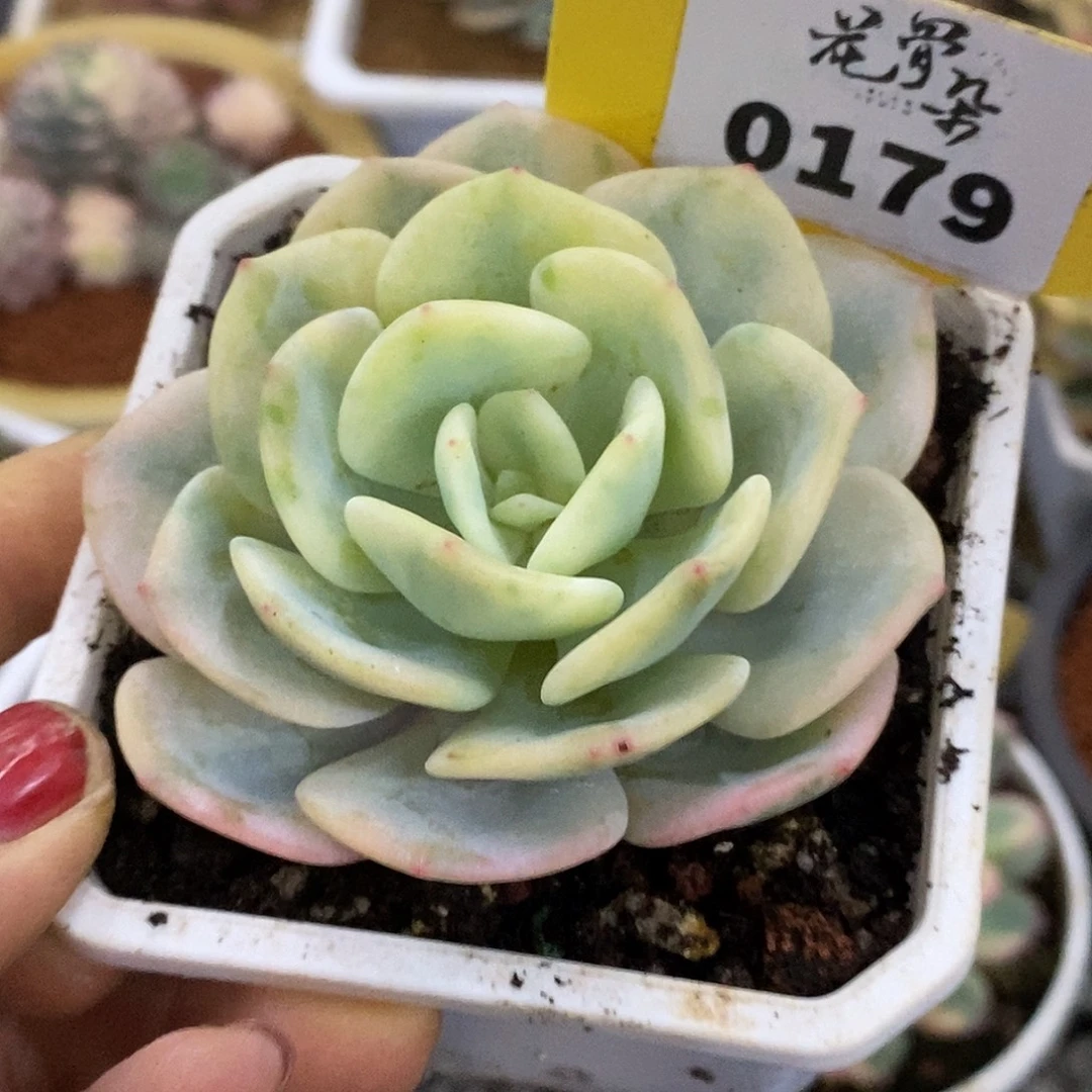 昂***恩179寄养哈哈哈哈哈哈