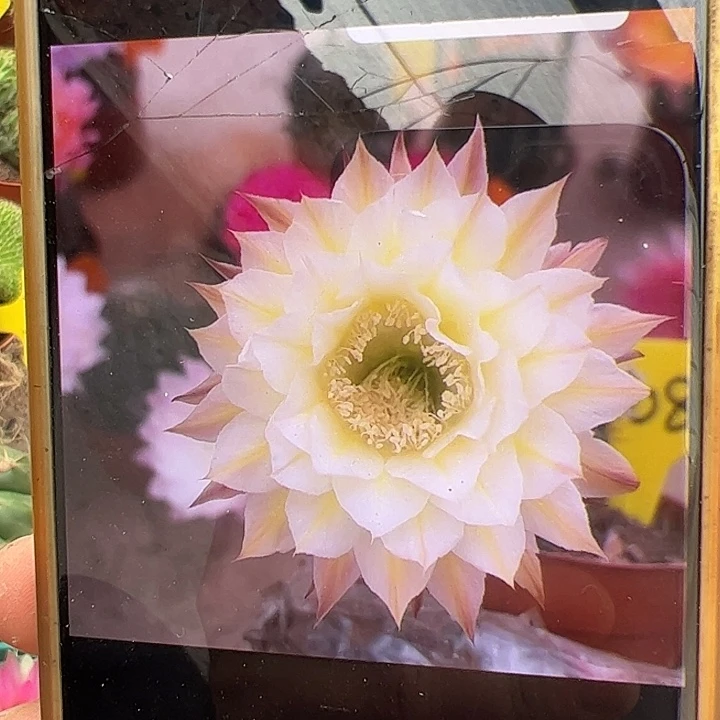 自根彩草量拍，偏远不包邮
