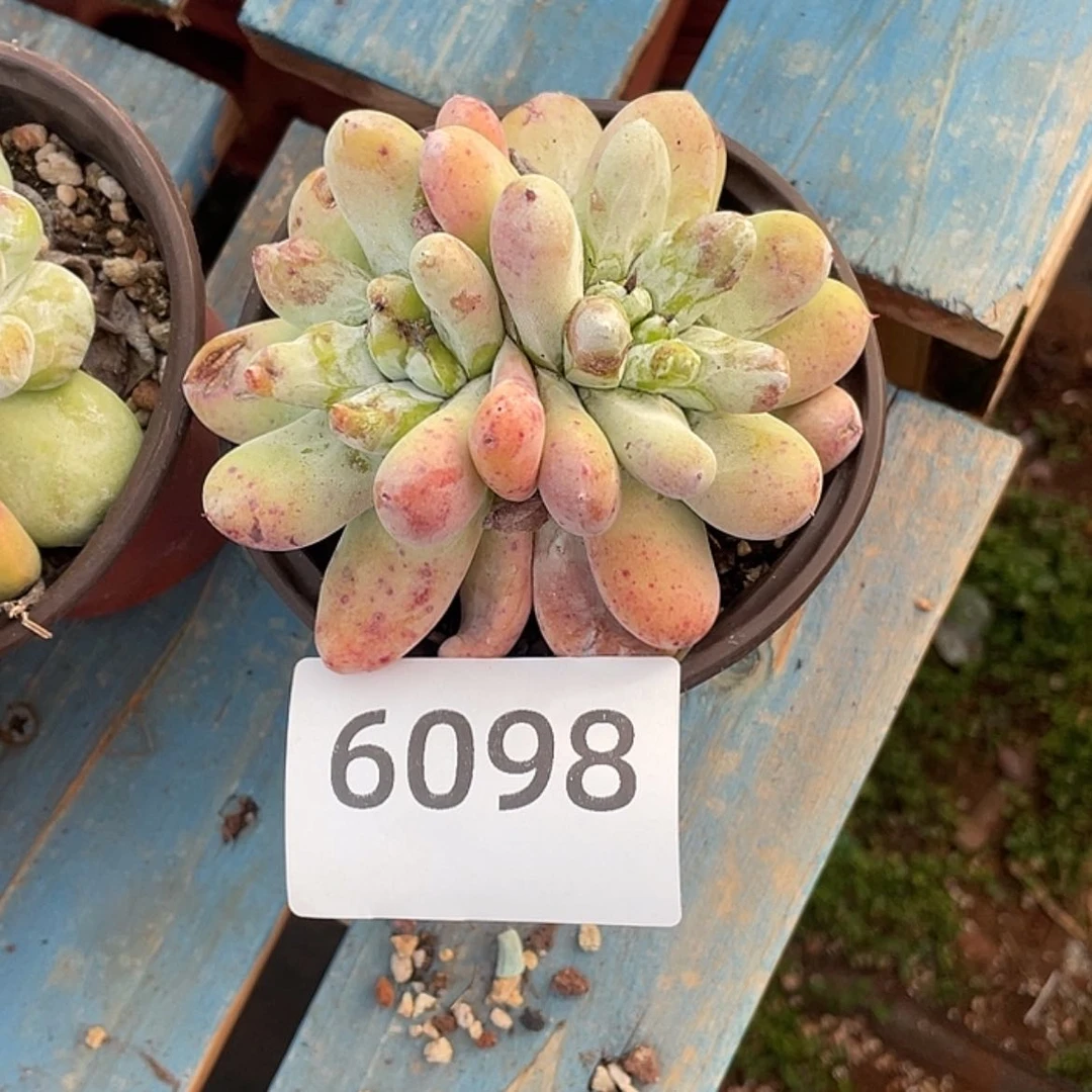 【闪购商品】.****.红拇指