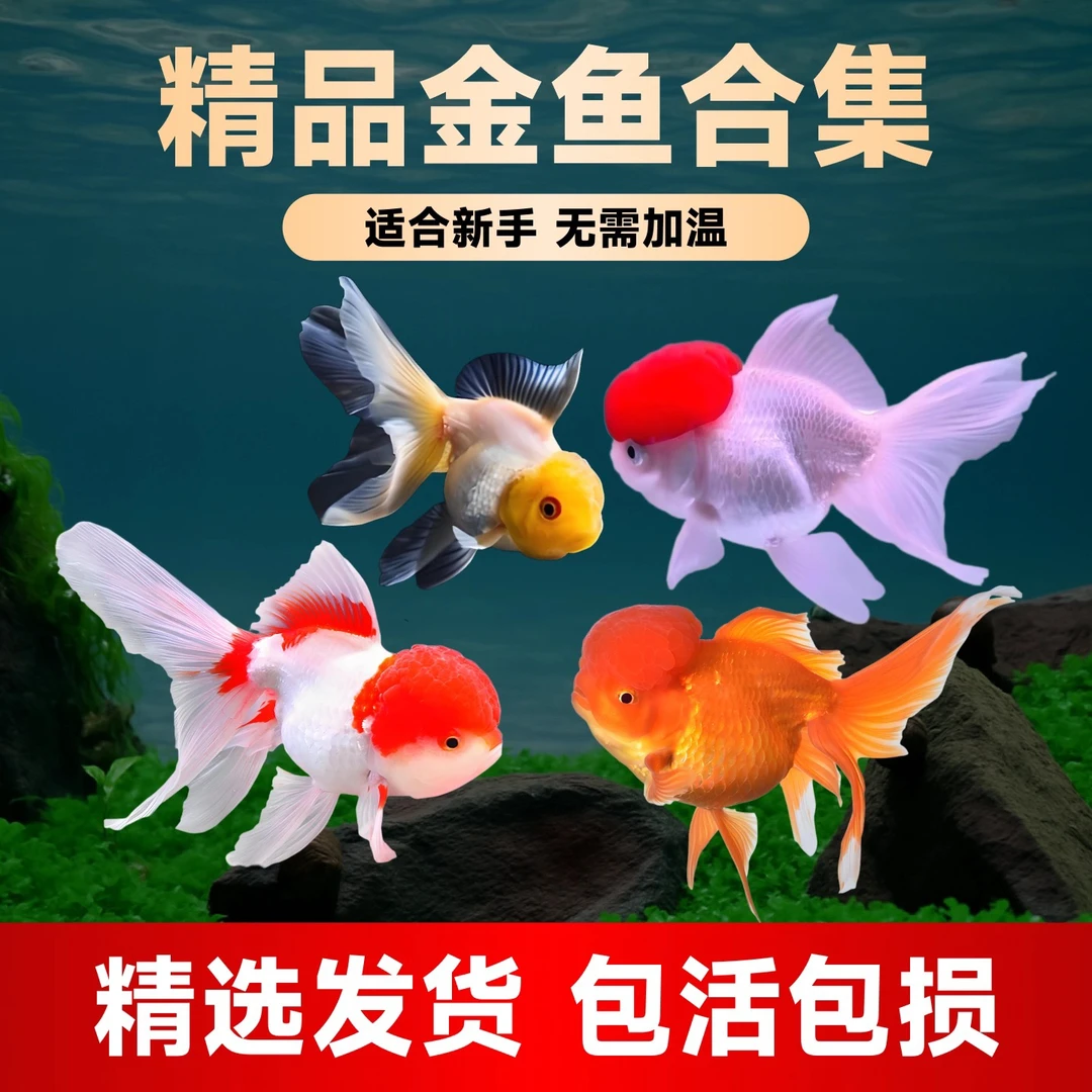 大金鱼 (7只)国粹金鱼 观赏鱼冷水鱼 品种混搭 6-8公分