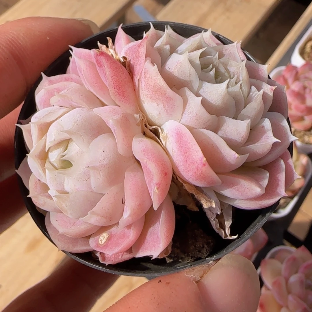 咖***糖多肉杂交精控一物一拍含运费