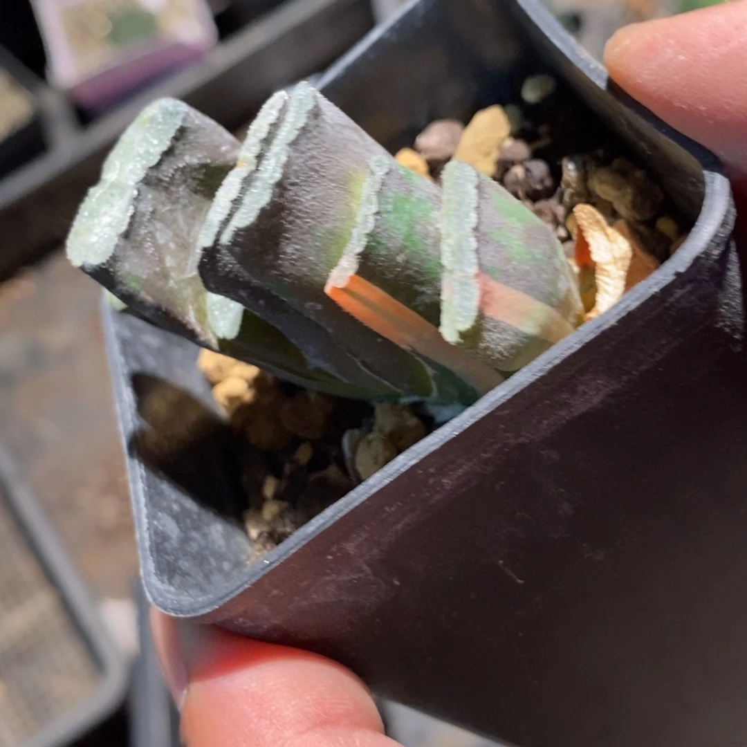 1845 一颗大玉扇锦 炸弹福利