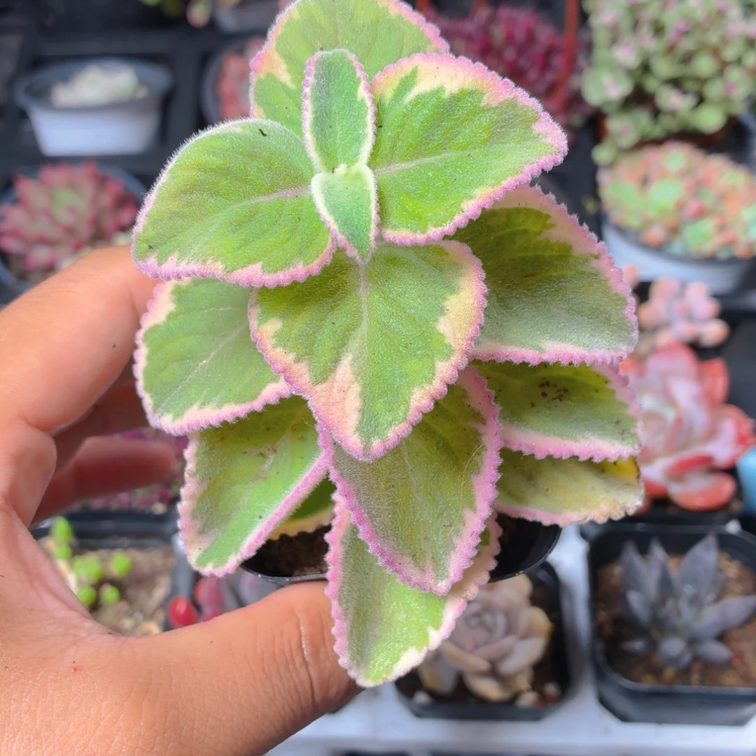 碰碰香多肉9.9包邮发货