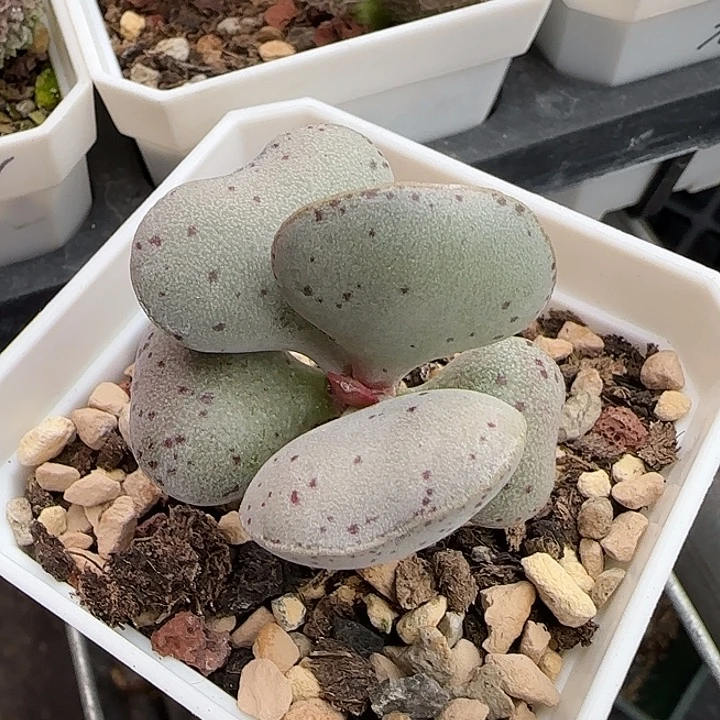 粉蛋水泡多肉植物
