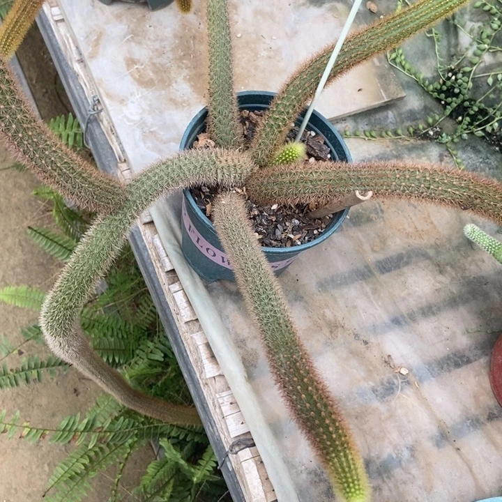 红蜻蜓一棵多头红花
