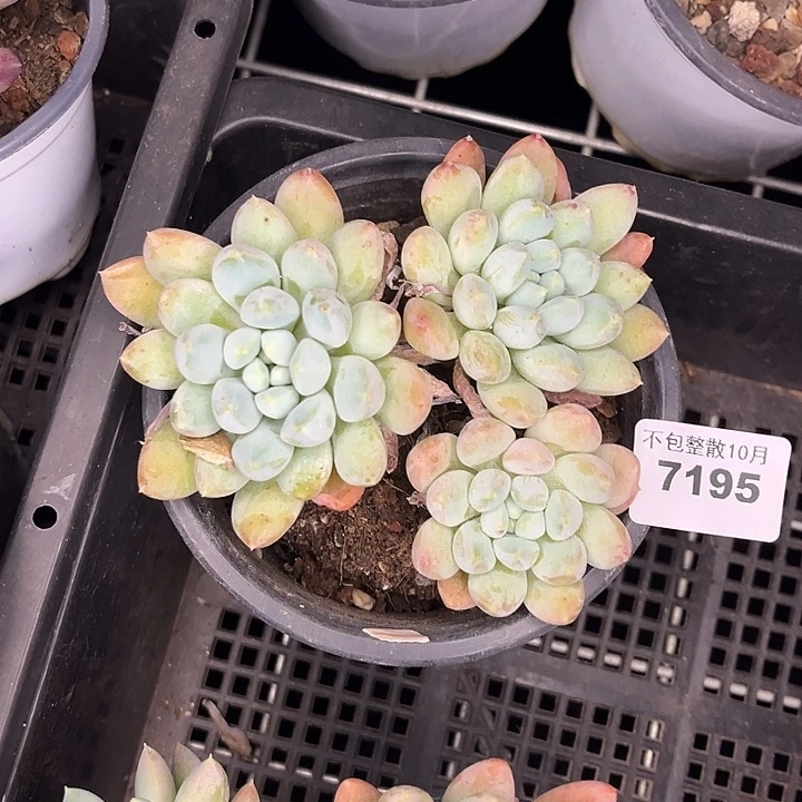阿雅园艺。       7195奶糖
