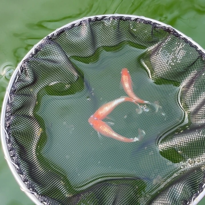 青鳉鱼编号 3 木红赤壁短鳍 3