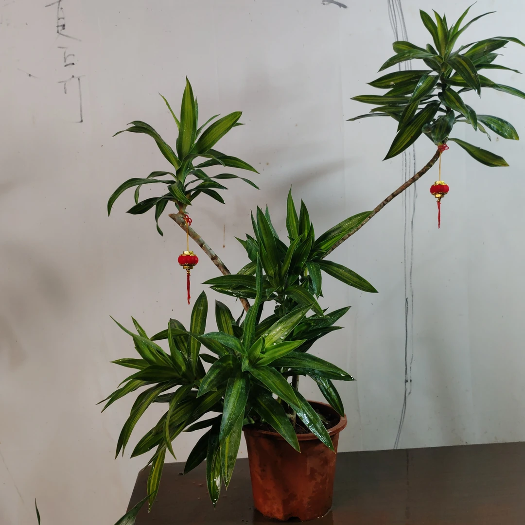 高档大气正宗精品金心百合竹绿植直播间客厅盆栽鲜花正品土培小苗