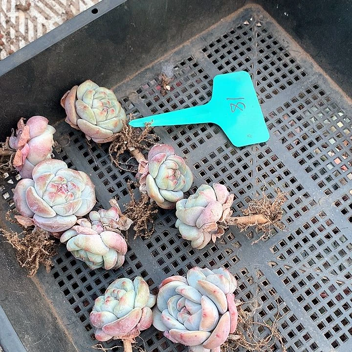 莫*莫石榴籽18号jjjjj