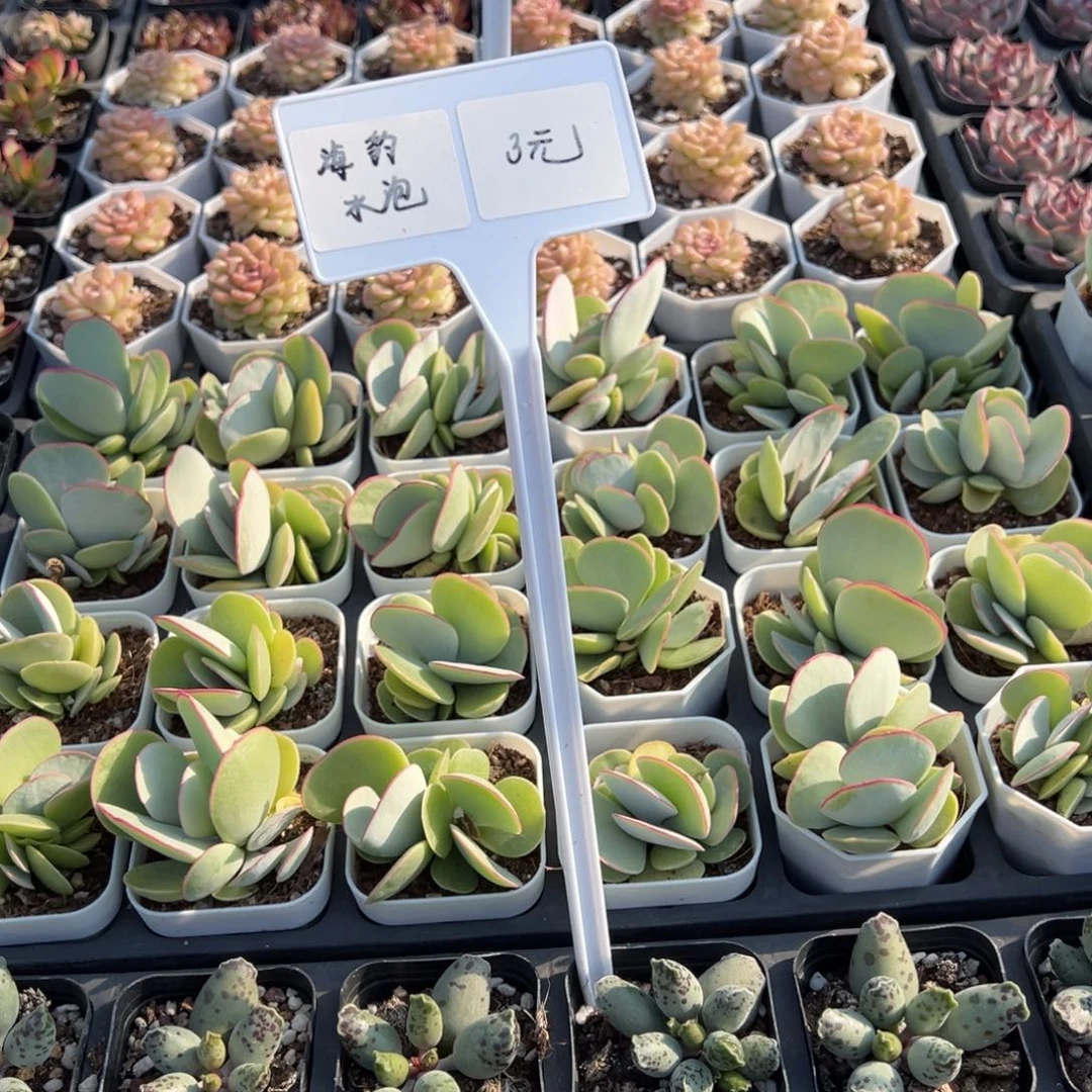 海豹水泡一颗量拍多肉满9.9元包邮