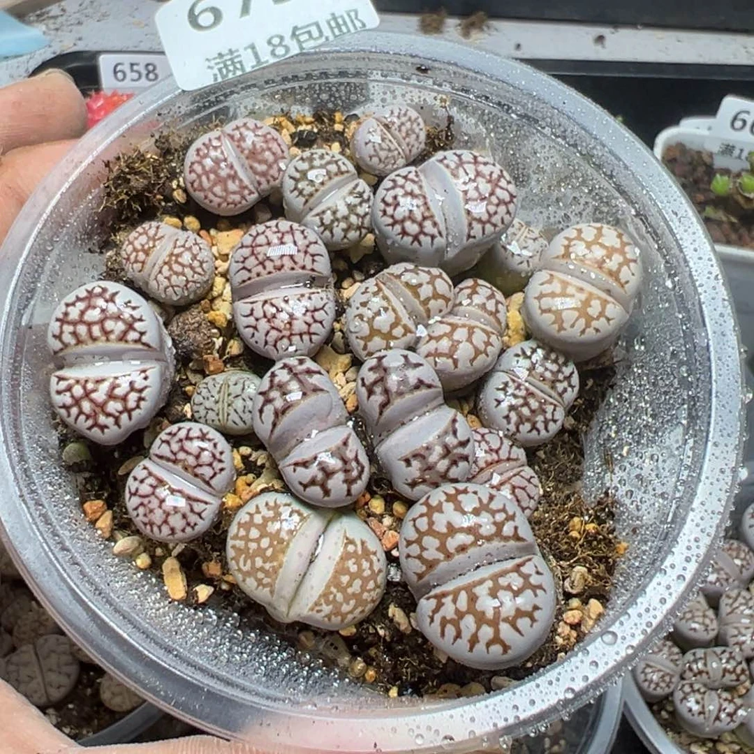 【闪购商品】 675。