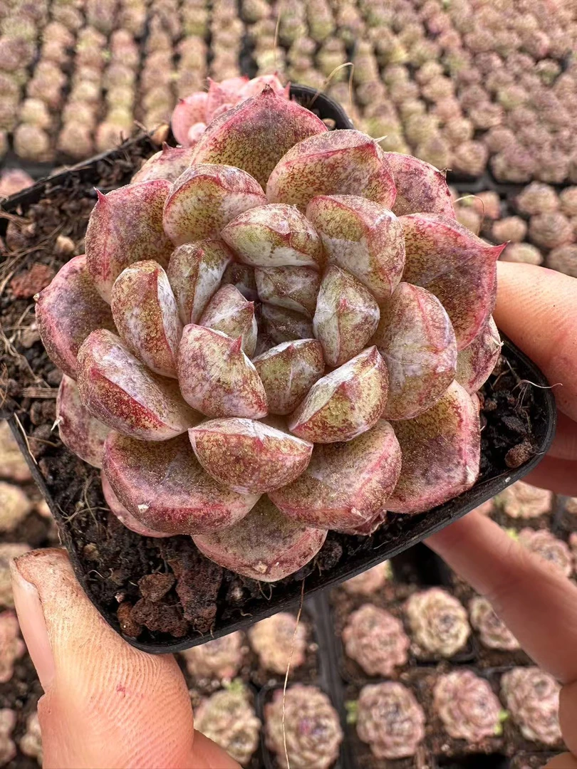 7#蚂蚁风暴多肉植物  前男友精品多肉