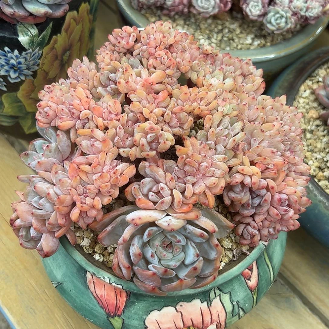 咸鱼专拍雪天使（差价）