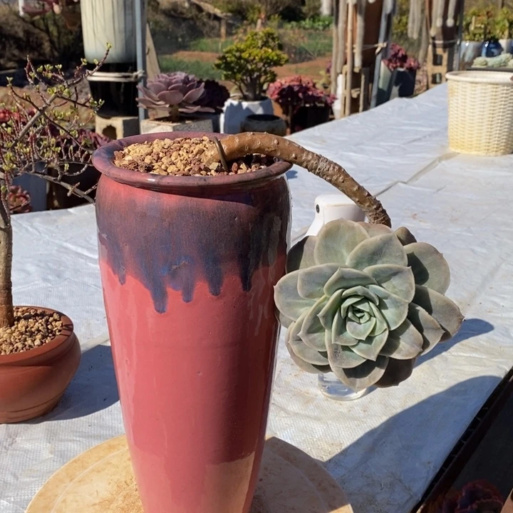 可爱玫瑰悬崖一物一拍