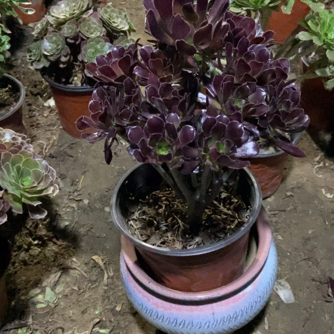 淡***烟无花朵11号链接黑法师