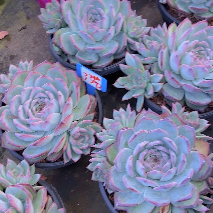 33红拉糖带盆一个