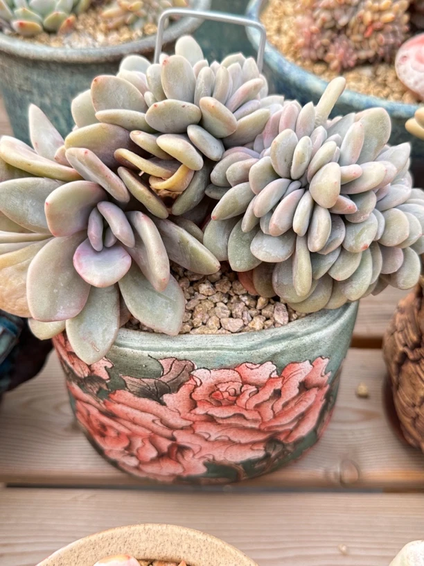 粉兔小树 朵朵缀 冠服18公分