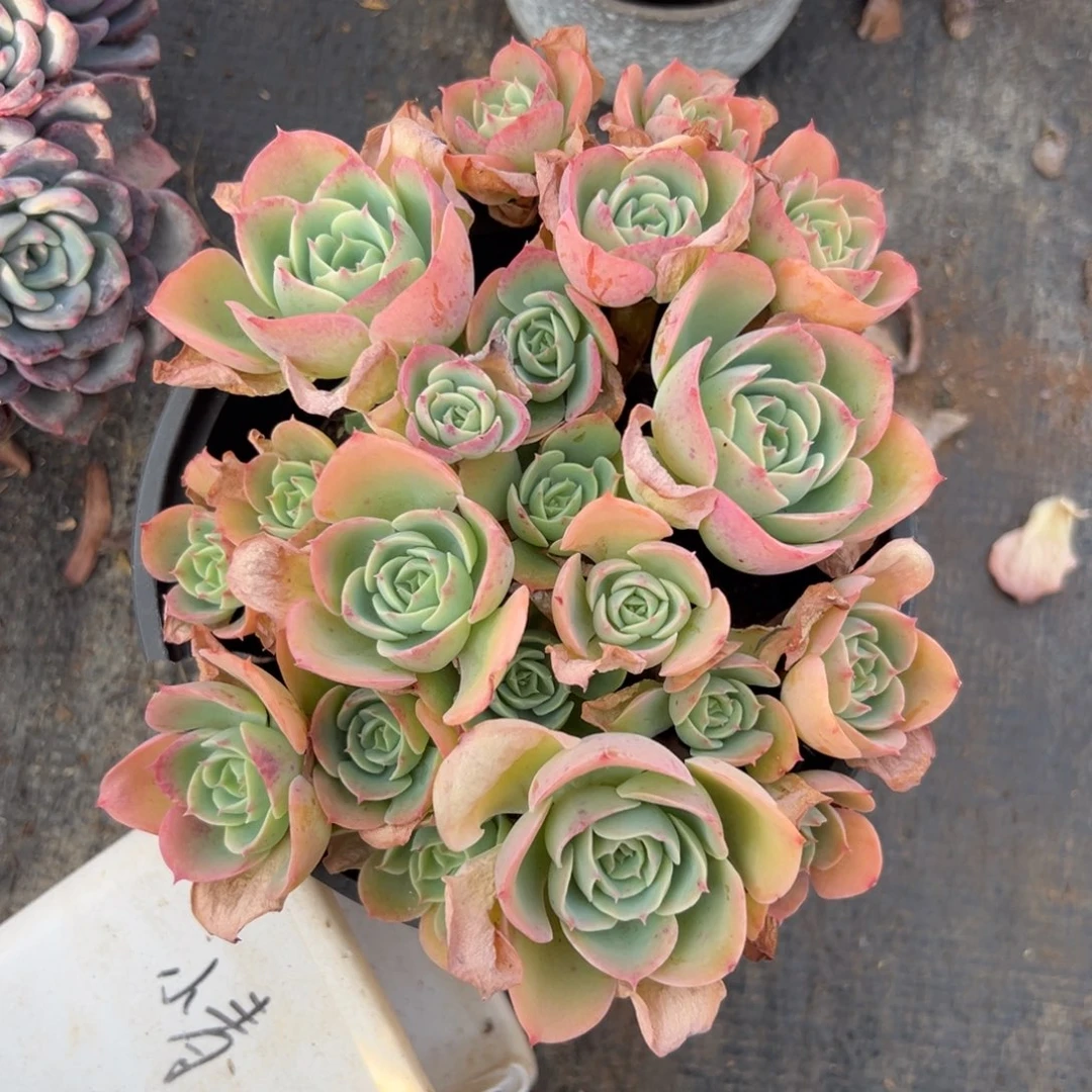 多肉柠檬玫瑰【满18包邮】