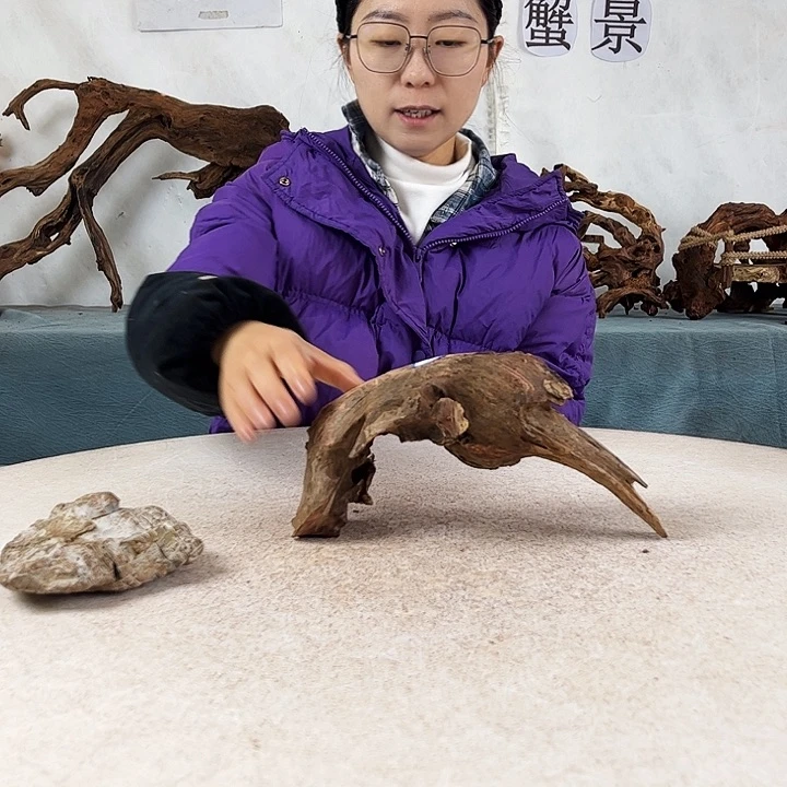 沉木造景爬宠造景