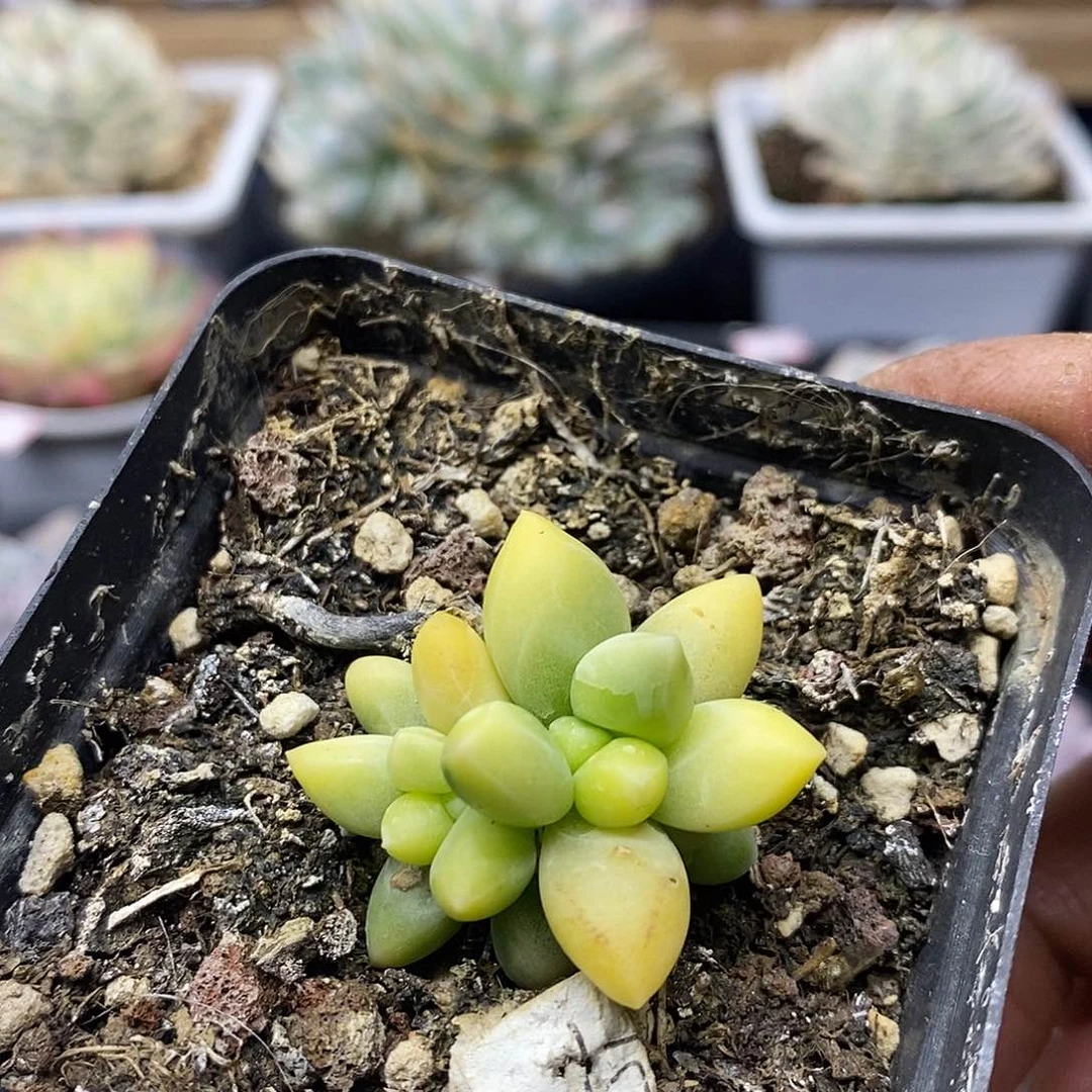 15125 千代田之松锦