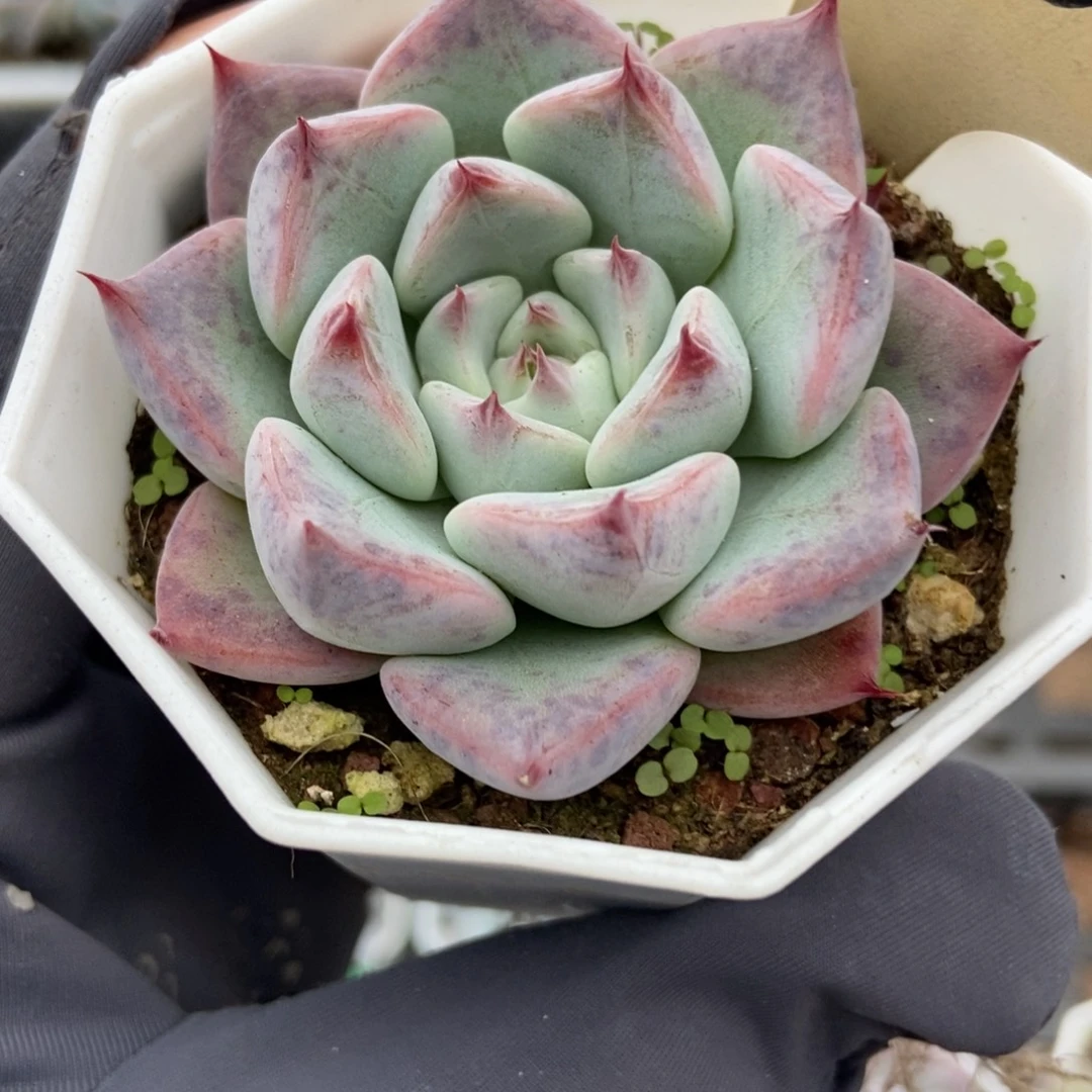 520婚戒多肉植物多肉
