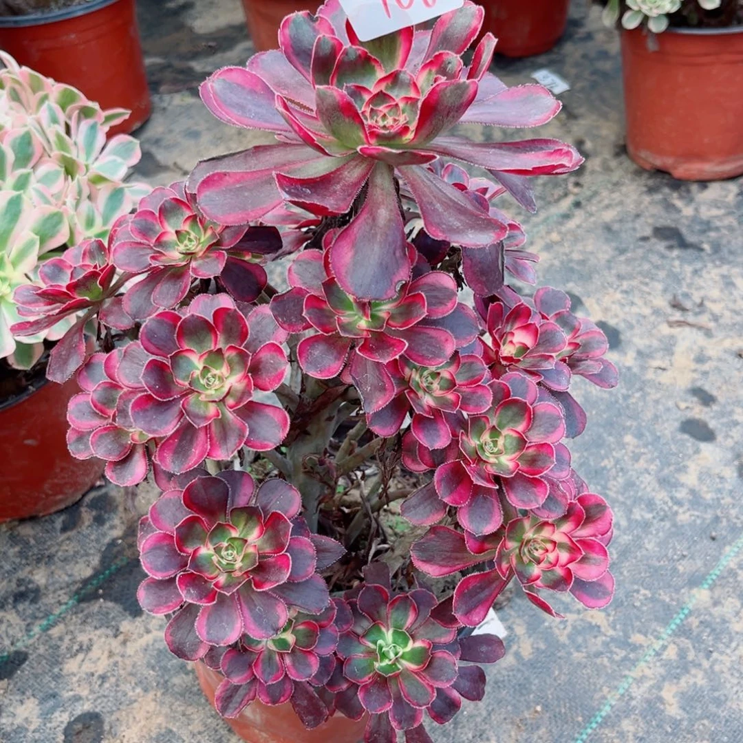 108丽娜法师多肉植物