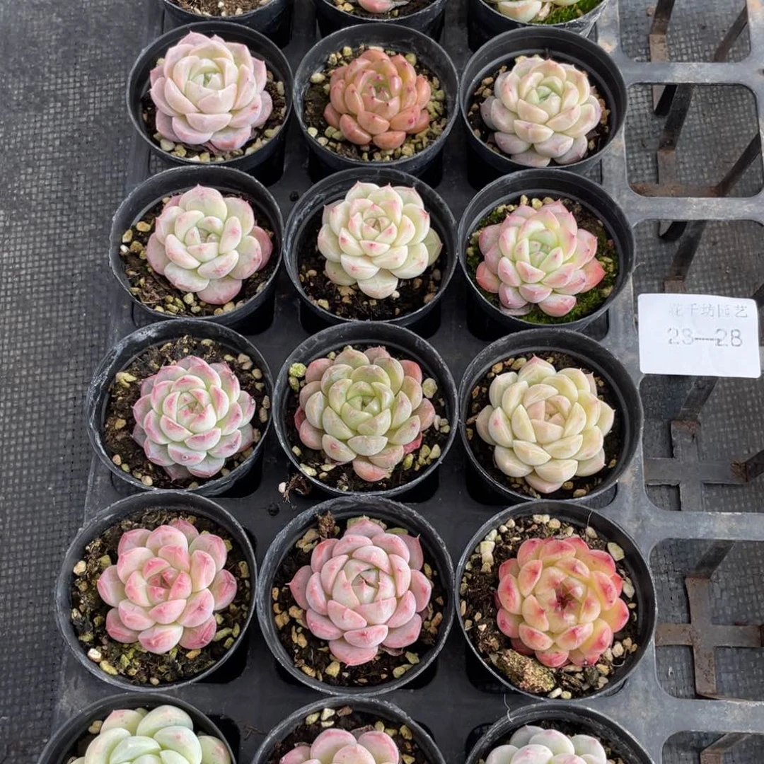 一物一拍18棵23-28