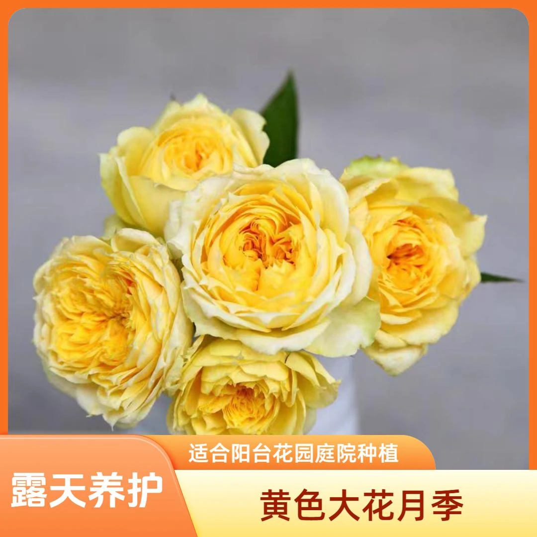 【阳光古董】1.5加仑2-3年露天养护黄色大花月季重瓣浓香四季花卉花