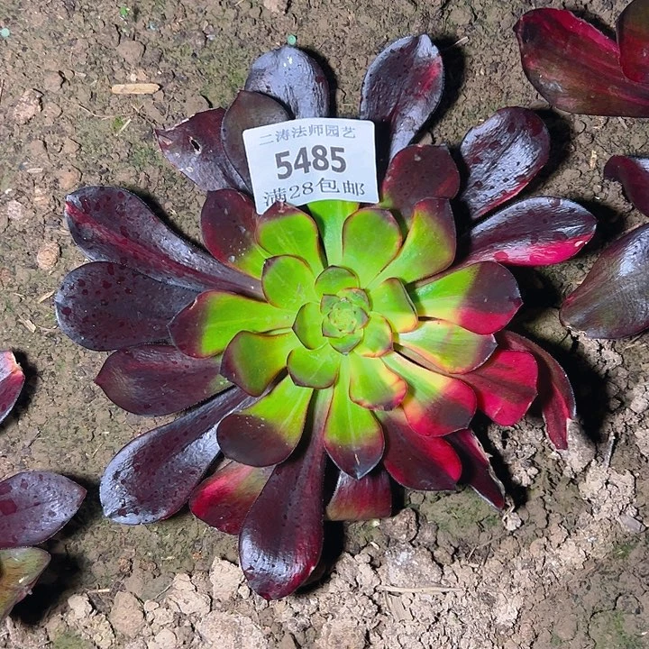 5485巫毒七彩单头多肉植物2号