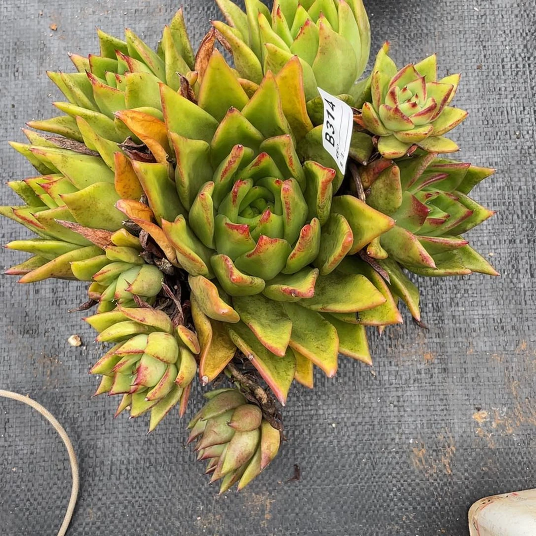 若如东云单拍B314