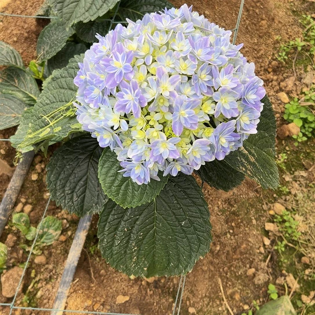 完全开放A32 绣球花两单包邮