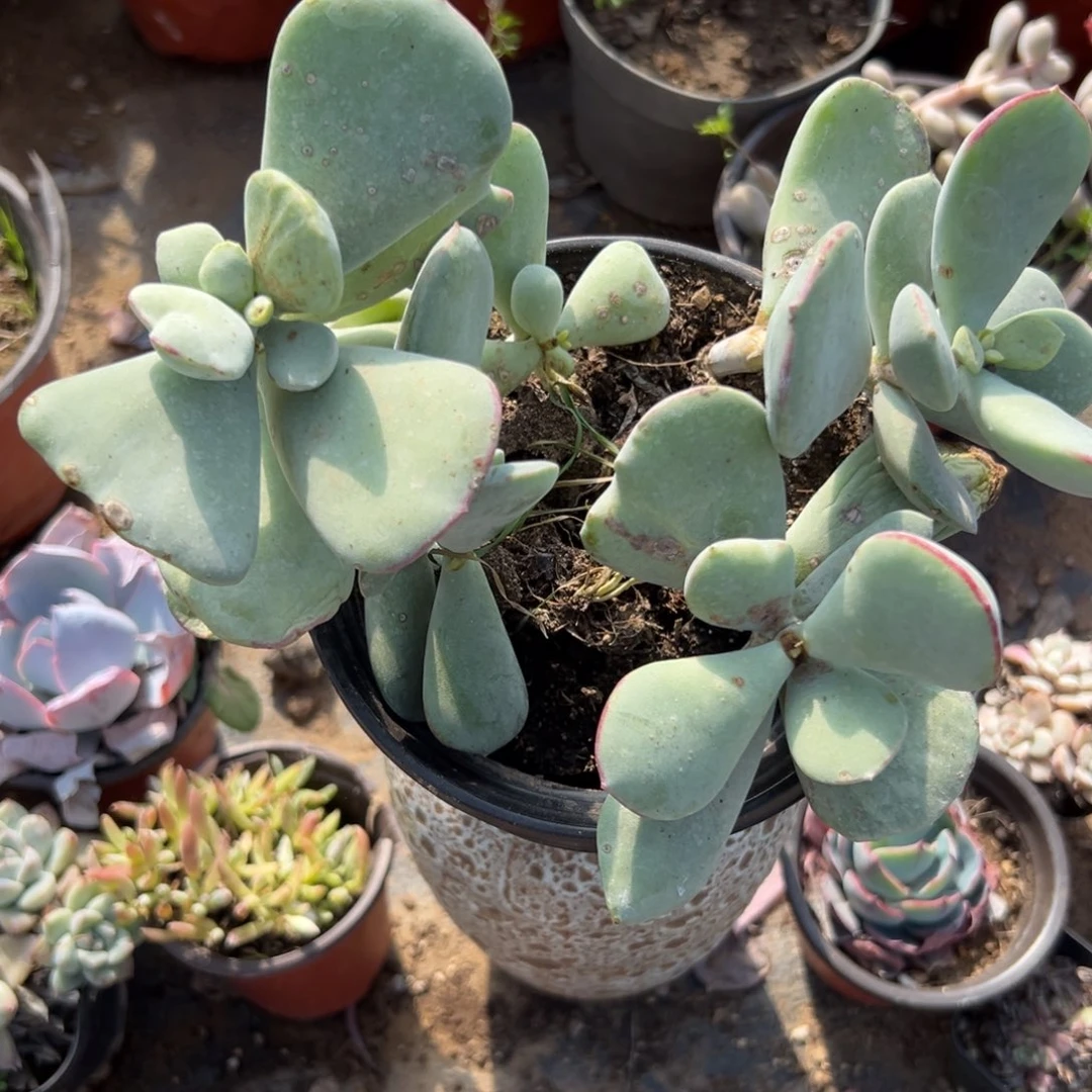 多肉植物多肉植物