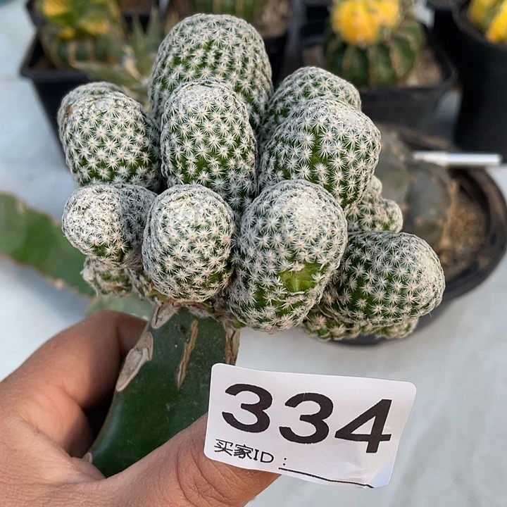 三角嫁接334 百鸟鸟群