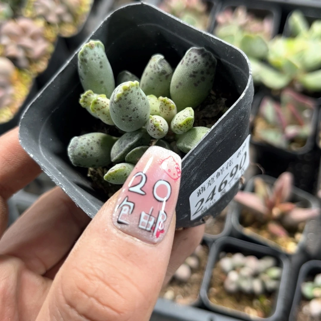 ?*丁24690一物一拍单头