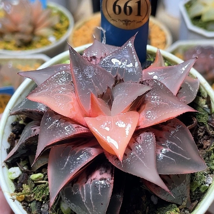 661酒吞锦母本特选福利