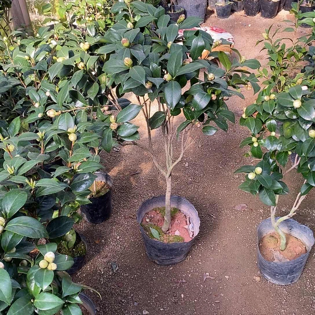 完全开放东方亮茶花