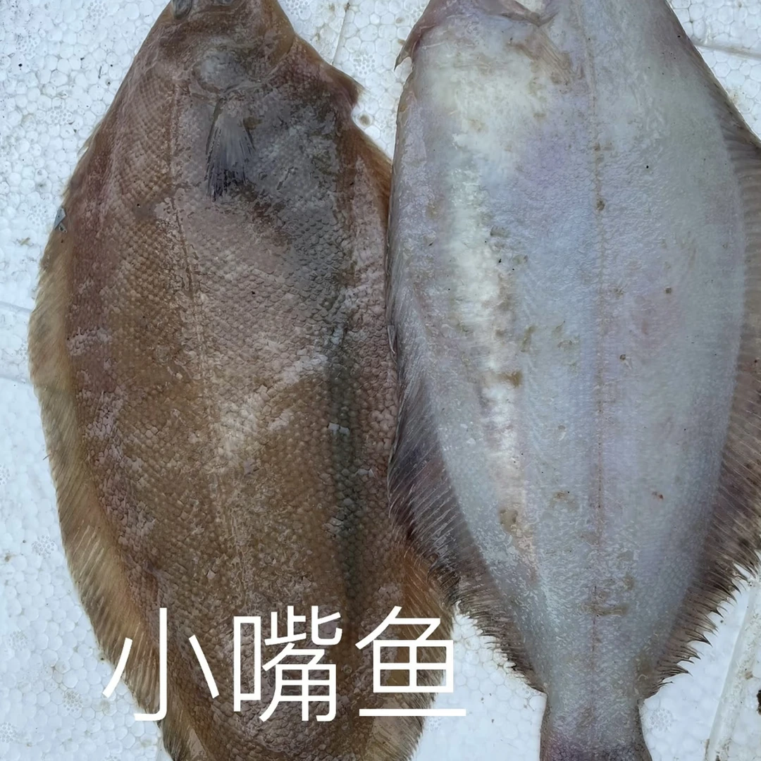 偏口鱼蝶鱼东海海捕顺丰发货