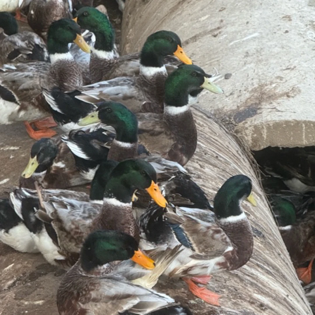 农家放养土鸭子老鸭肉质紧实冷链运输现宰现发