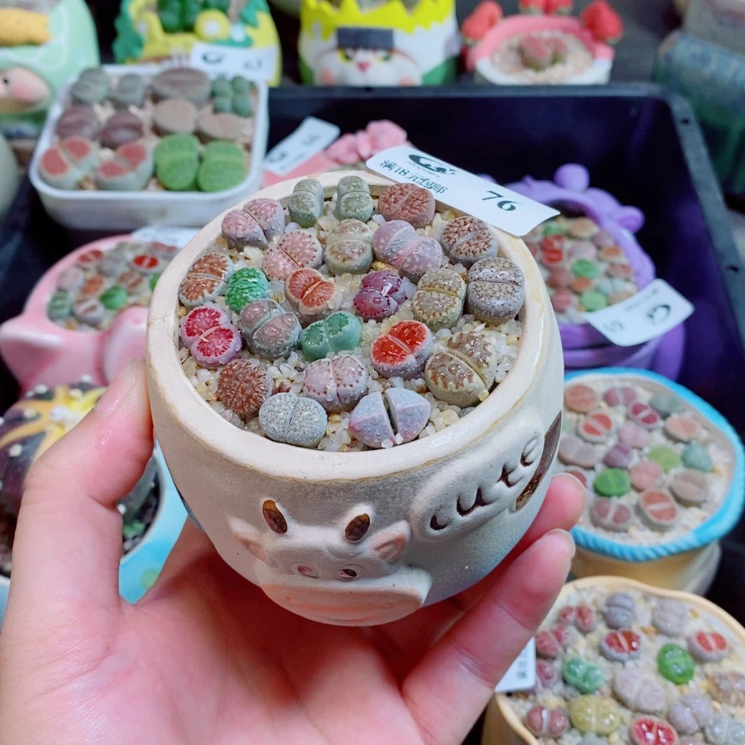 生石花花花花花76