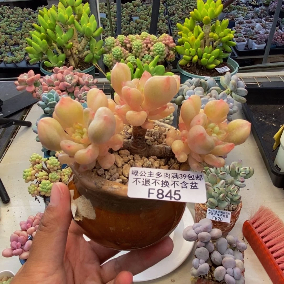 845比尔盖茨多肉7c m m