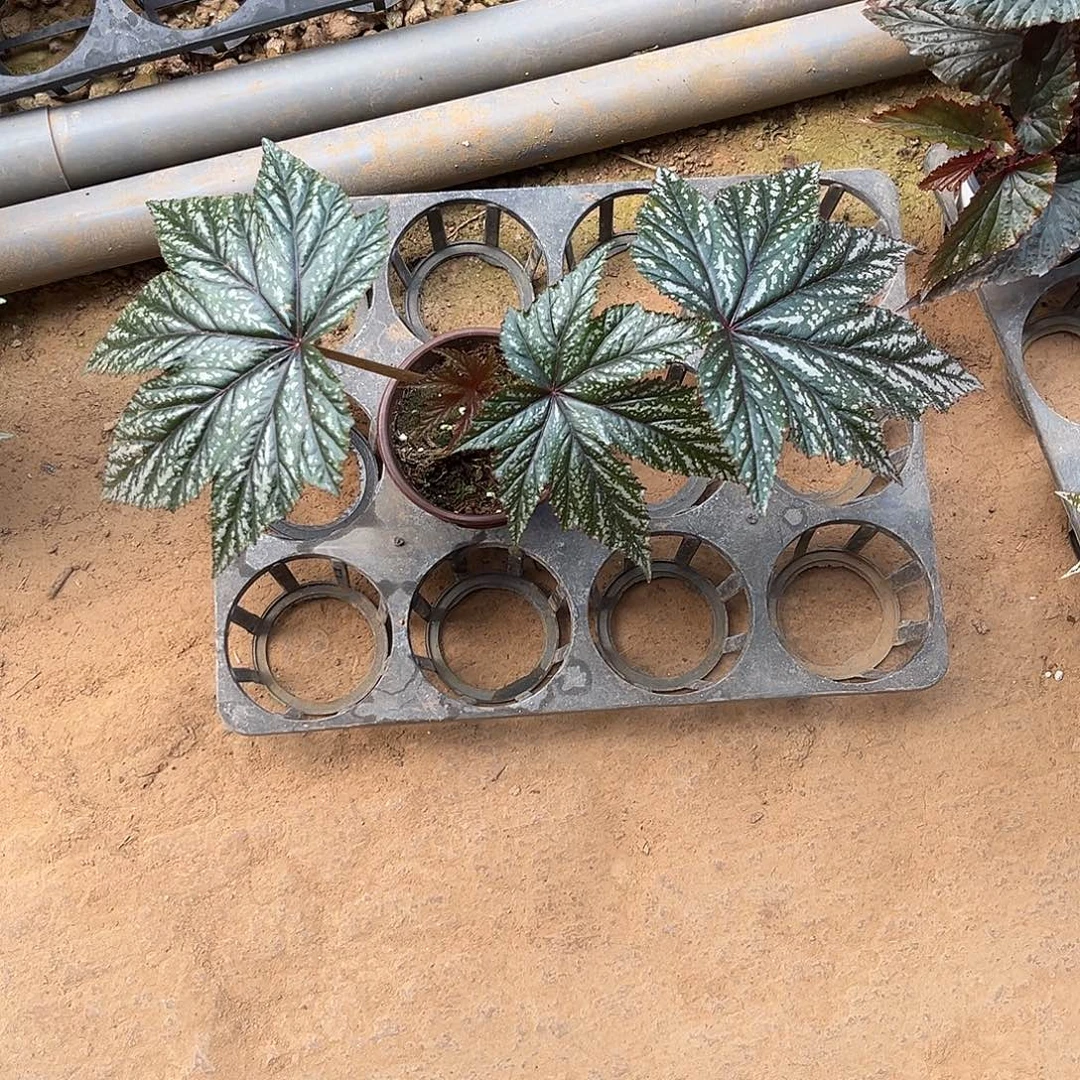 无花朵绿鹰狮临沂