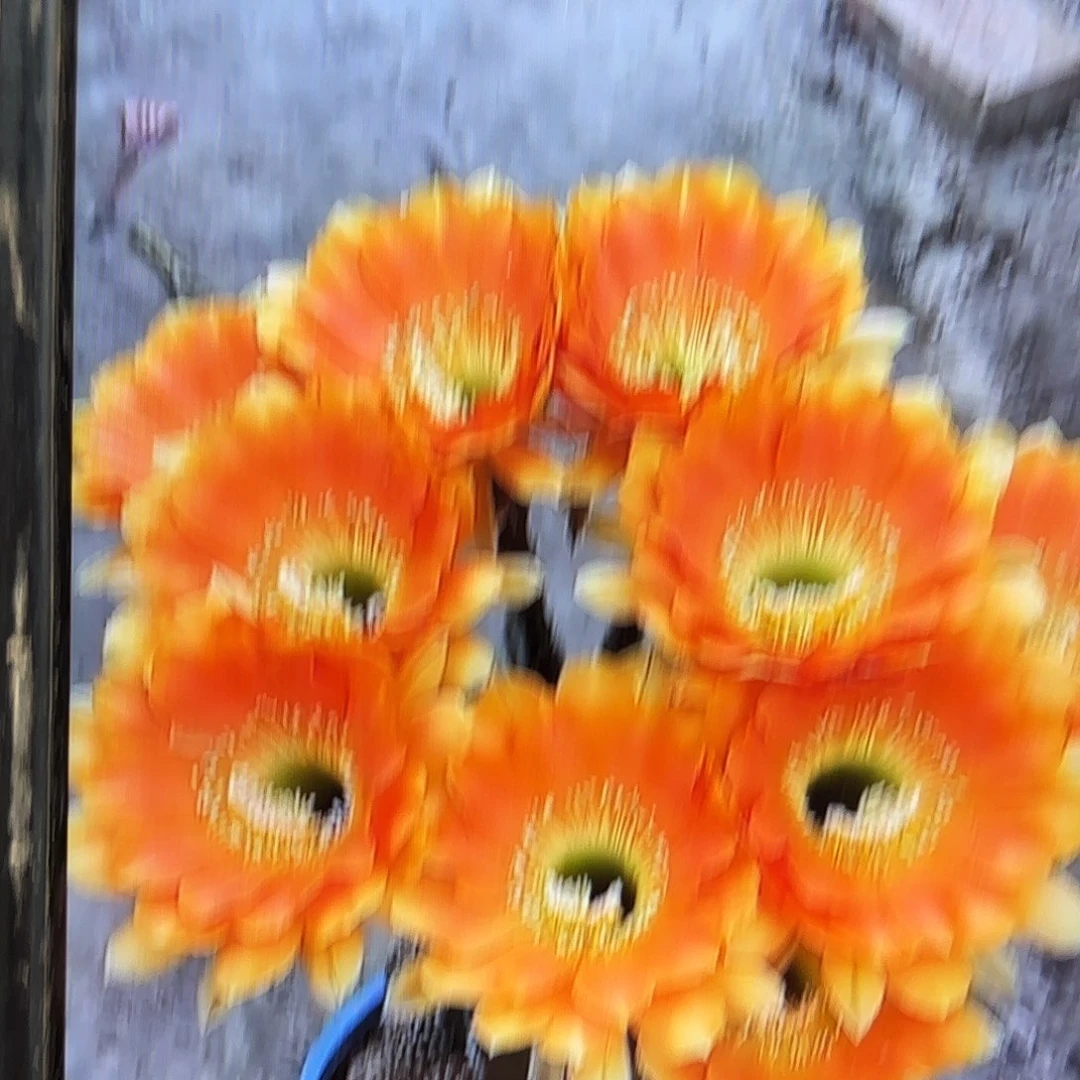 璞玉金刚侧牙20包邮仙人球39