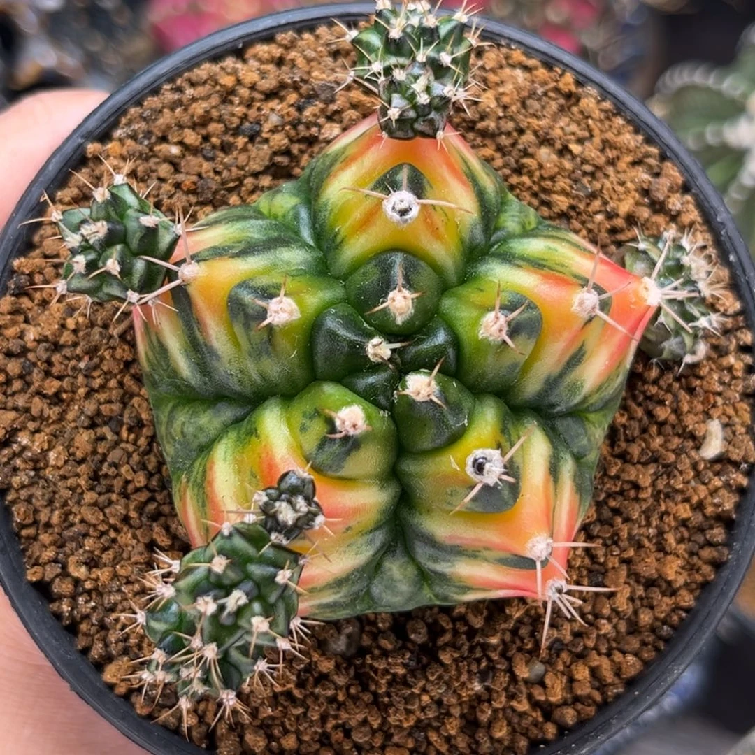 五棱 侧芽128 米哈仙人球