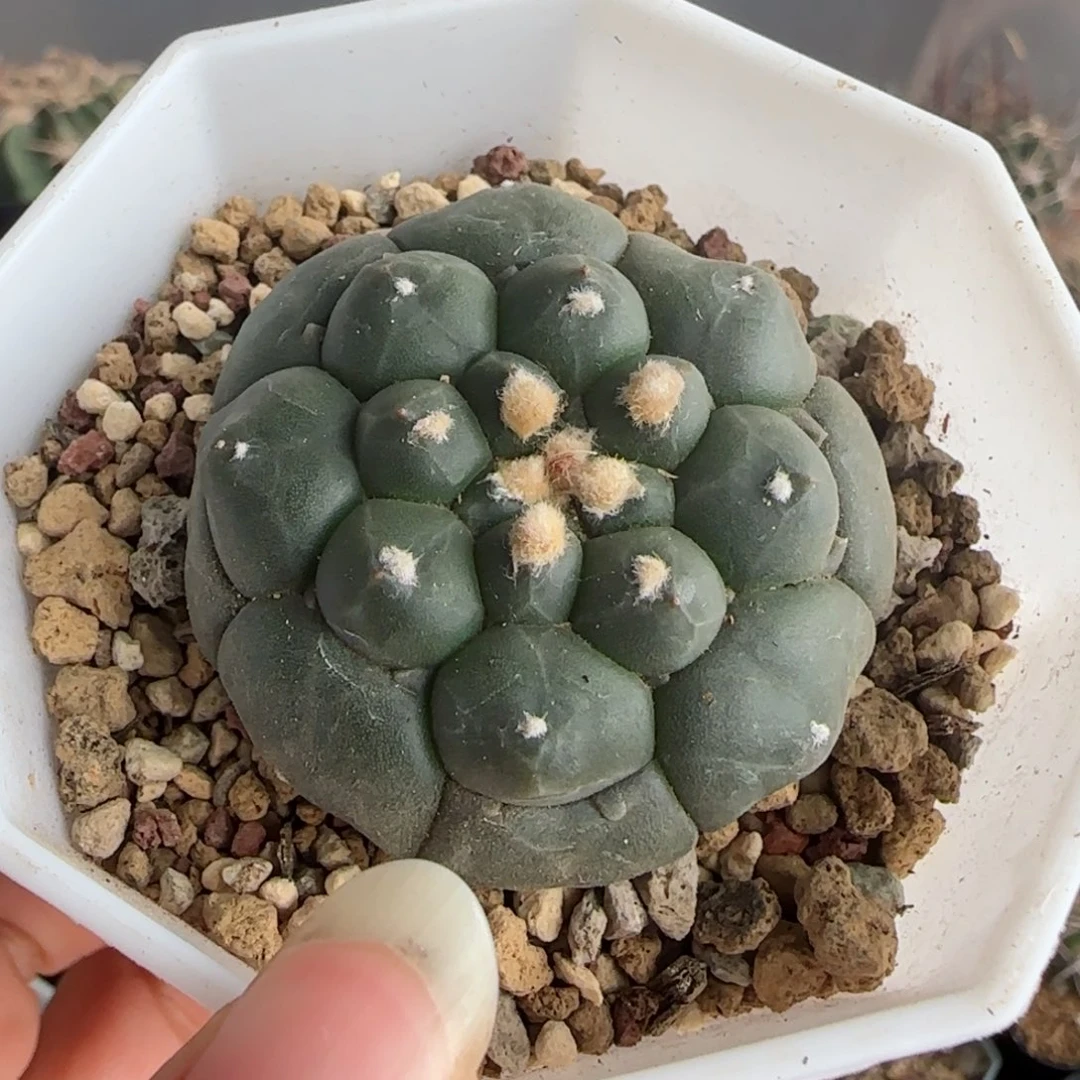 实生龟甲兜多肉4