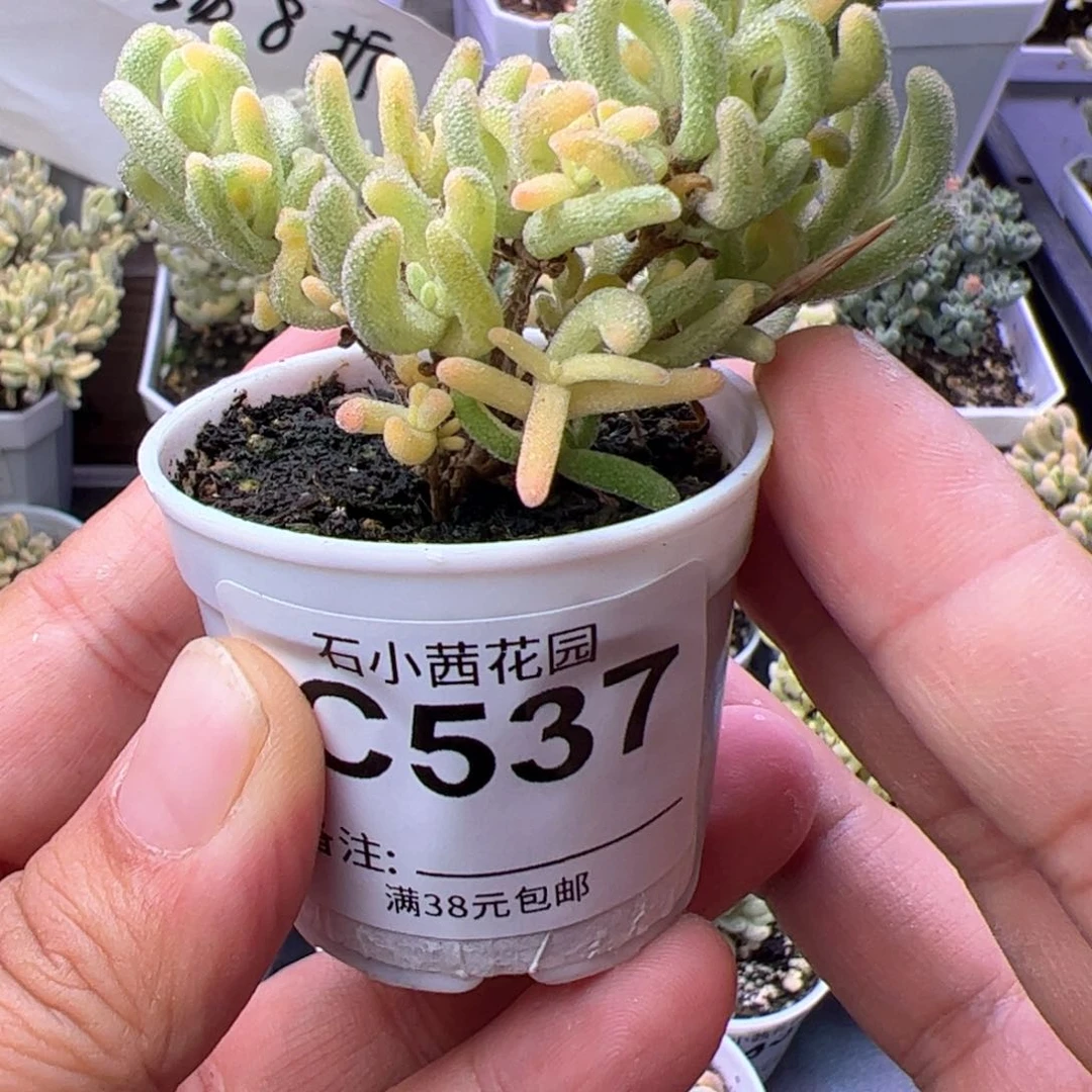 折后-多肉植物枝干不知名小三色