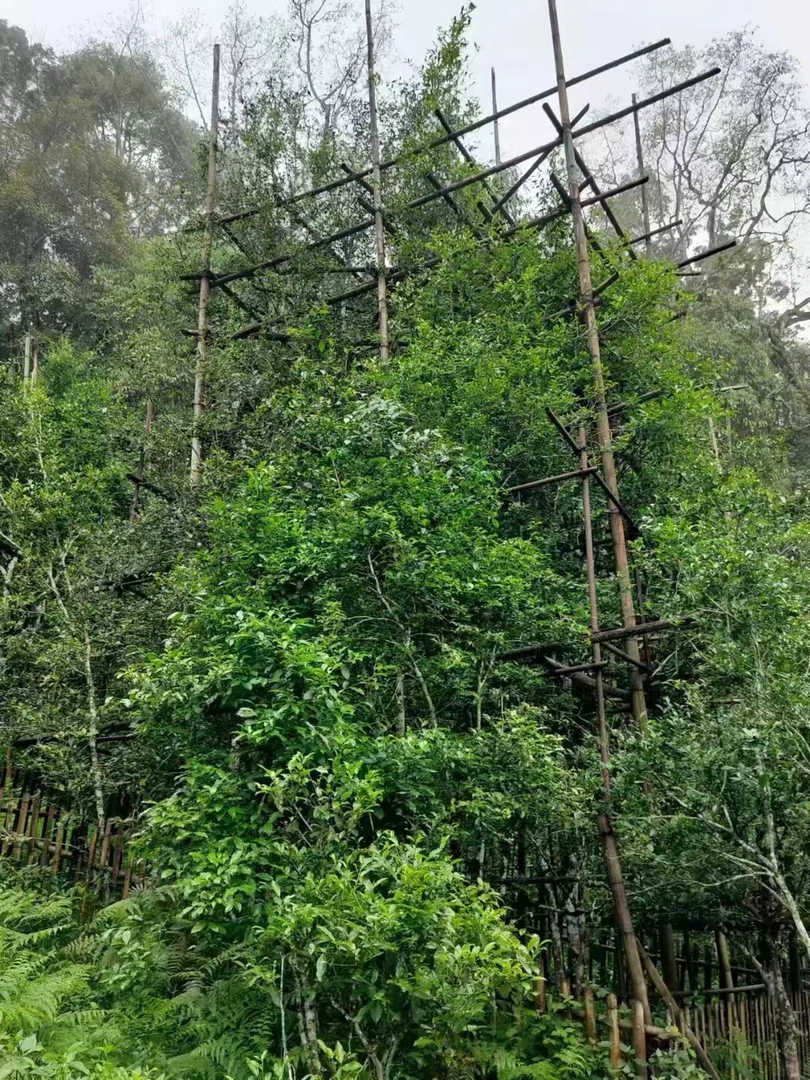 2025年头春普洱茶生茶苦竹山1号单株散茶2.8